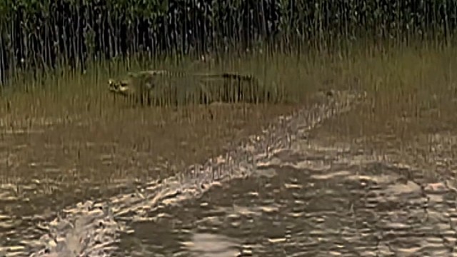 前脚被别的鳄鱼吃了吧