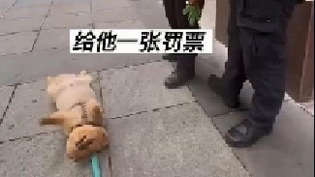 狗狗也害怕警察开罚单