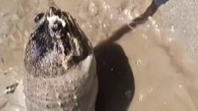 乌龟十年冬眠都没死，结果40度高温蒸真成七分熟