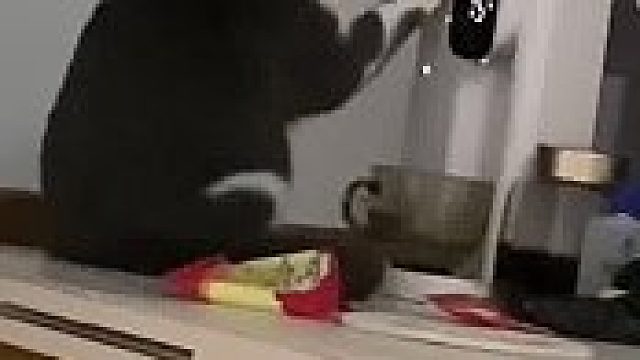 猫咪动作娴熟打开饮水机接水“观察好几天可让它学会了”