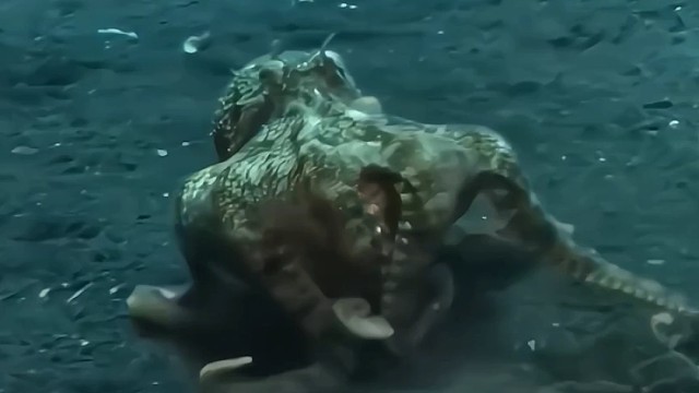 这只章鱼再做什么