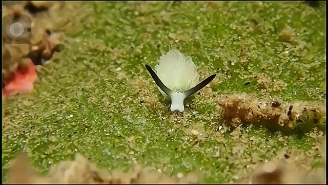 又一个神秘生物出现