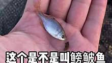 这个是不是叫鳑鲏鱼