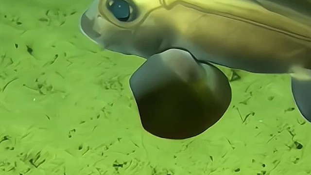深海鱼类，感觉就像机器鱼