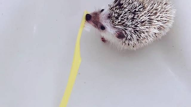 按下暂停键只是音乐不响了，我们的联系还在就不会退出