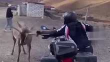 野鹿把摩托车顶翻在地，车主为拯救摩托车与野鹿对峙