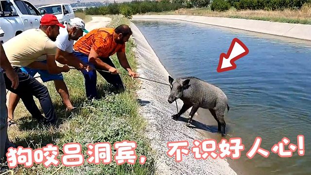 大野猪失足坠河，被男子救起后，野猪的举动却让人无语！