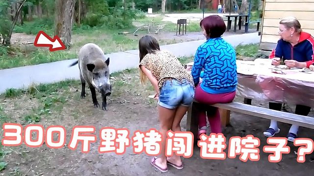 一头300斤野猪闯进院子，本以为危险了，然而总有不信邪的人！