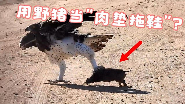 老鹰抓住野猪，本想将其带走，不料却成了老鹰的“肉垫拖鞋”！