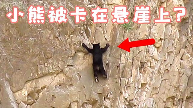 小熊攀爬垂直90度的悬崖，稍有不慎，便会粉身碎骨！
