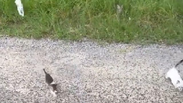 野外可别乱划拉猫