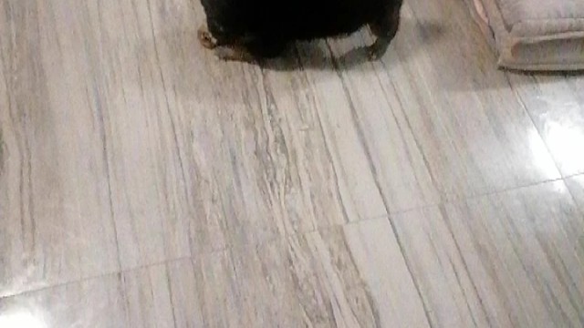 哦吼吼吼吼吼吼