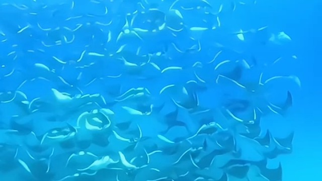 阿凡达2的水世界来了