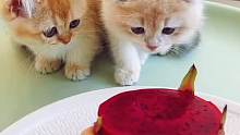 猫吃火龙果，太可爱了