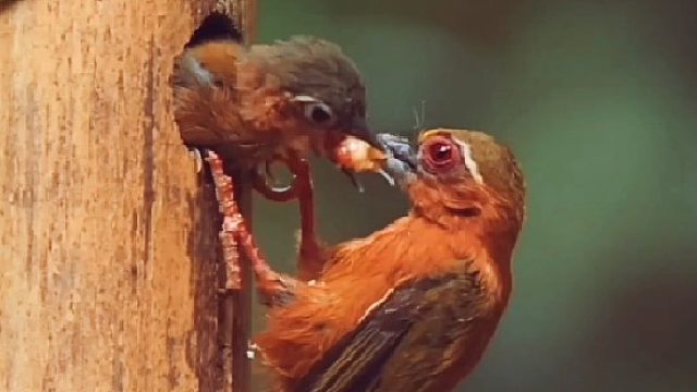 可怜天下父母心，啄木鸟精心喂养小啄木鸟