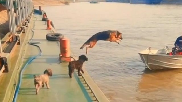 这狗子预判了个寂寞