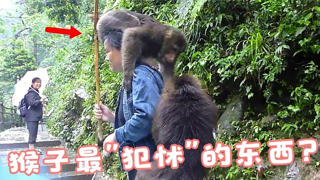 峨眉山猴子“最犯怵”的东西，拿出来一亮，泼猴立马不敢造次！