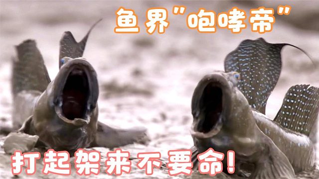一种神秘的滩涂小鱼, 长相呆呆又极丑, 打起架来不要命!