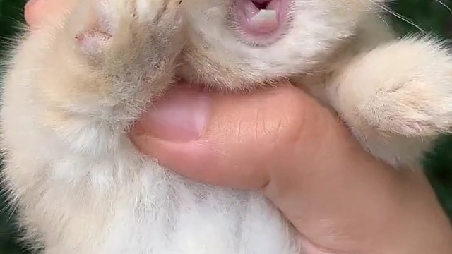 谁说兔子不会叫