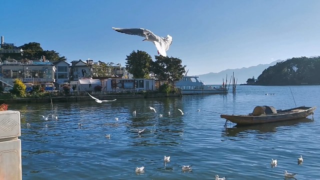 诗和远方的田野