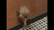 看人家养个鸟儿给我整哭了