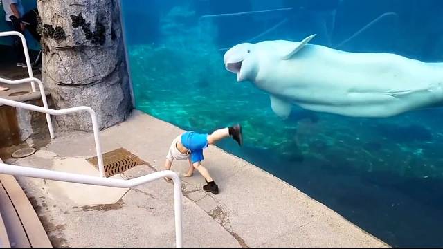 调皮捣蛋的白鲸