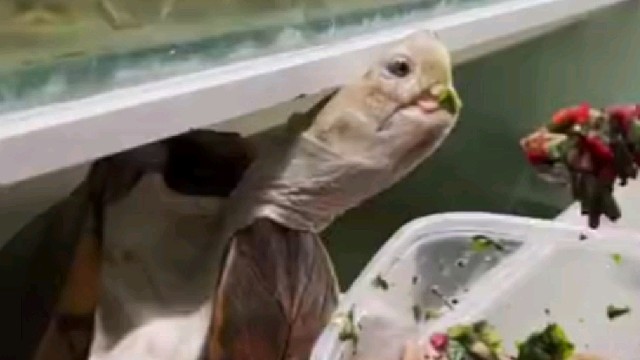 第一次看到像喂人类幼崽一样喂乌龟。