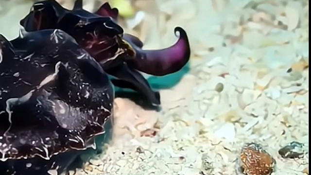 神秘物种真的没见过