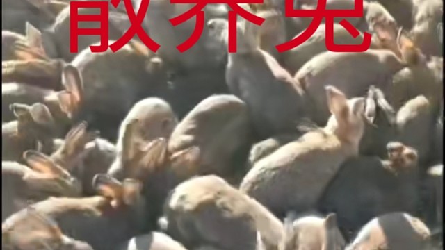 一位农村养兔人