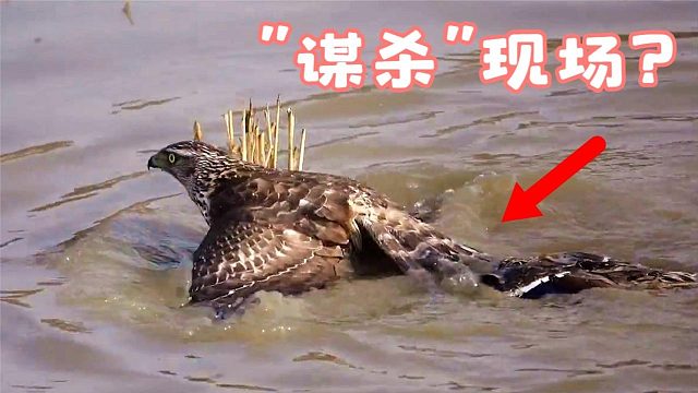 一只大鸟在水里扑腾，本以为是被困，看清才发现是“谋杀”现场！