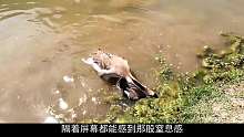 大鹅夹住鸭子拼命往水里按，事出反常必有妖，原来是鸭子活该！