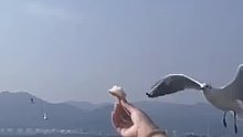 女生手举面包等着喂海鸥，大家都匆匆而过，只有一只突然急刹