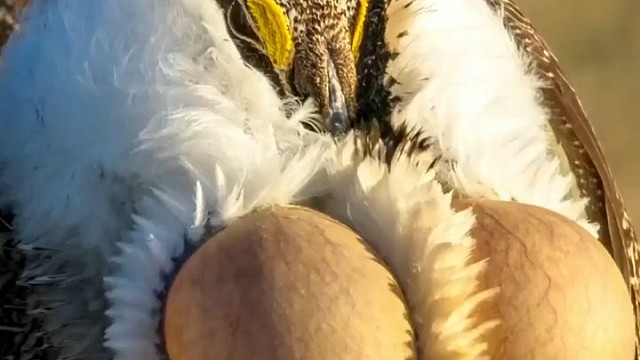 谁知道这是什么鸟