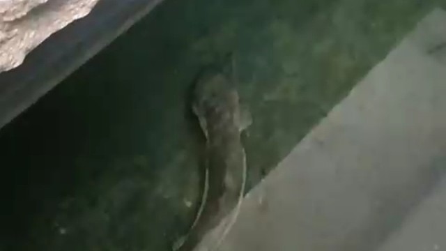 博豪造园设计院的娃娃鱼