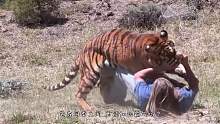 野生东北虎有多厉害？出场的瞬间，雄虎直接.......