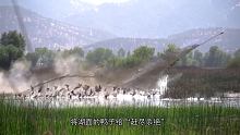 一张巨网飞射而出，砰的一声，200只野鸭