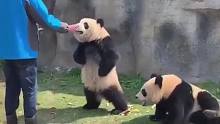 大熊猫抢食被训，当场气得叉腰：注意你说话