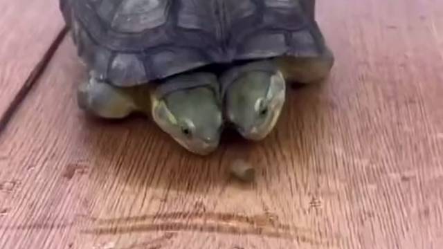 抢啥啊！谁吃不都一样么！