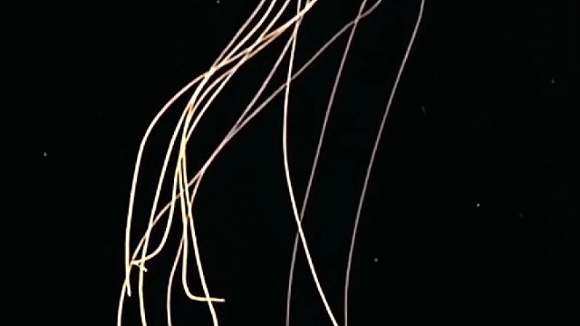 神秘生物好神秘