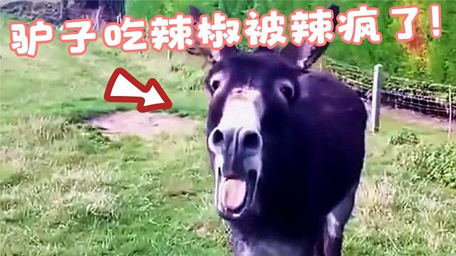 驴子一口吃掉辣椒，瞬间达到“驴生巅峰”！画面太搞笑了！