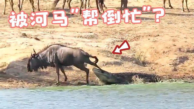 鳄鱼好不容易逮住一只角马，结果被河马“帮倒忙”，鳄鱼：我的马
