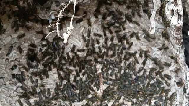 刚找到一窝青米，被他们取了。