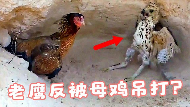 老鹰捕猎小鸡仔，结果被老母鸡按在角落打！母鸡：小瘪三找打！