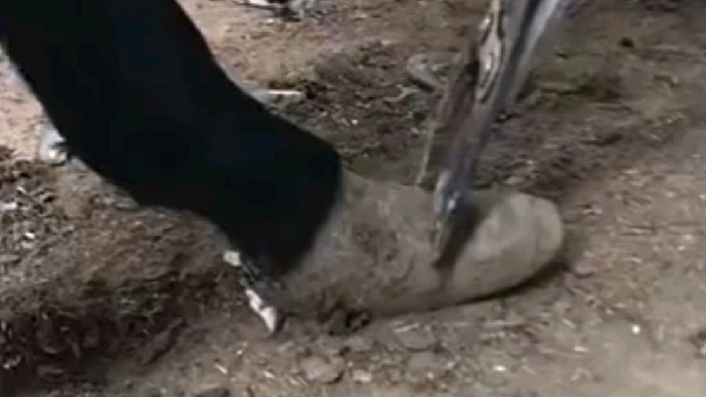 驴：我好不容易留成皮鞋样子，你一刀就给毁了？