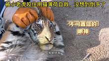被小老虎咬住用猫薄荷自救，不小心放多了，上头的小老虎爆笑来袭