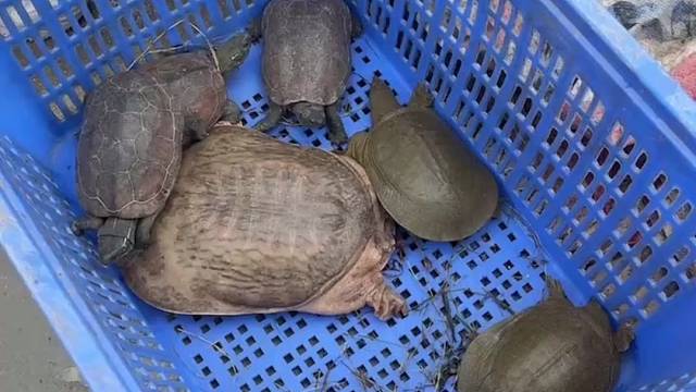 我是乌龟八王爷听着多霸气可你们为什么要给我的名字加个蛋呢？