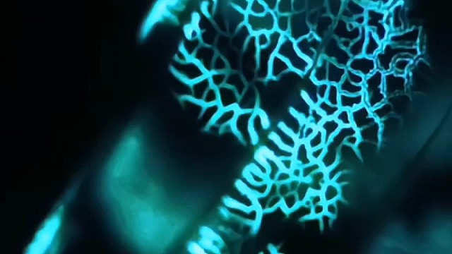 海底探秘又来了