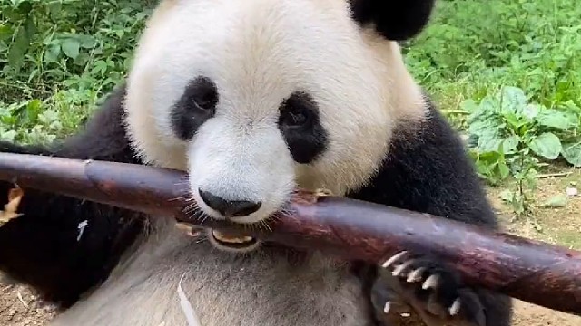 这是最真实最可爱的吃播