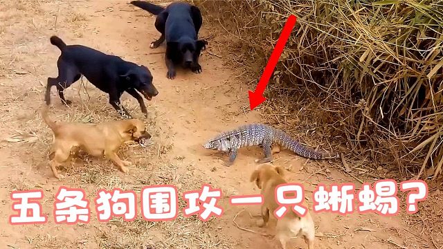 5条狗围攻一条巨蜥，本以为巨蜥惨了，不料结局发生神反转！