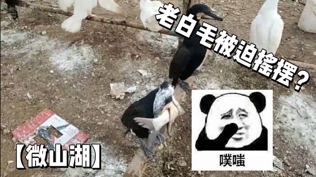 【微山湖】老白毛被迫摇摆？